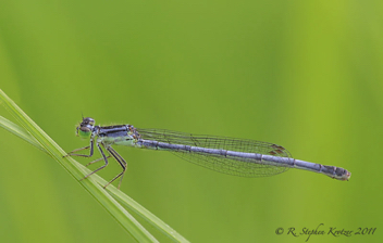 Ischnura verticalis, female